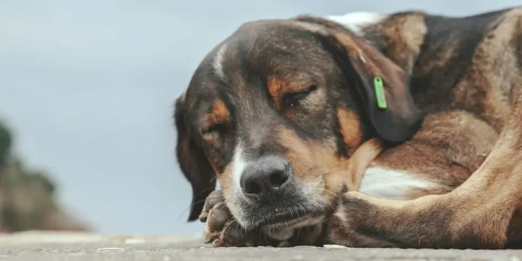 426TOSNCP5FQPGHNARWO6RPTNY Consejos para proteger a tu perro del frío nocturno