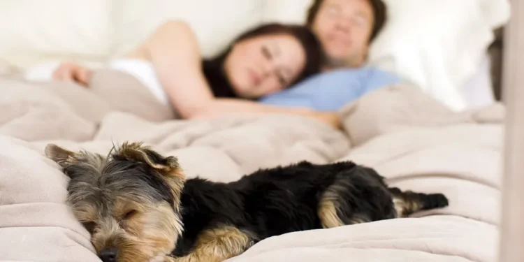 4JXR5LNDW5F4JCYDEKPEWJD5AM Por qué muchos eligen mascotas en lugar de hijos