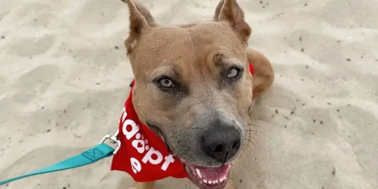 JCC67T6Q35AJFE4QK24F4RZFKU Moxie, la perra que esperó 800 días por libertad