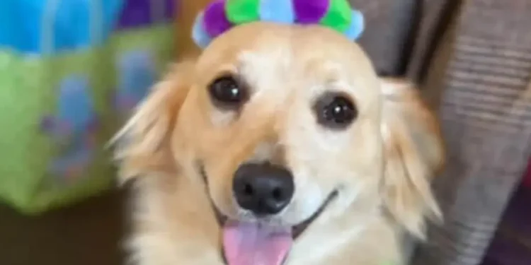 X3RZOHZSD5HB3LBMKIG4Y35GUY Una adopción que transformó vidas