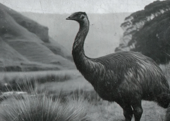 73214316 1006 Empresa de desextinción busca revivir al moa gigante de Nueva Zelanda