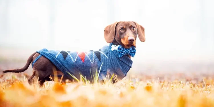 NERTCTJNOVACDH2LUOPNRJ3ZYU Razones por las que algunas razas de perros necesitan más abrigo en invierno