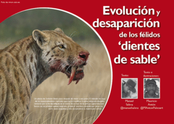 nm07 05dientesable Descubren la verdadera causa de la extinción de los tigres dientes de sable