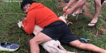 pitbulls brasiljpg Instructor de artes marciales detiene a dos pitbulls en Brasil con técnicas de defensa personal