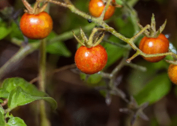 tomates galapagoswebp Evolución inversa en Galápagos: tomates silvestres recuperan defensas ancestrales