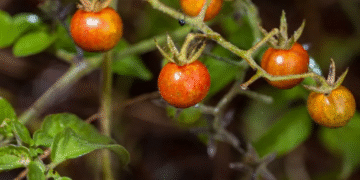tomates galapagoswebp Evolución inversa en Galápagos: tomates silvestres recuperan defensas ancestrales