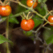 tomates galapagoswebp Evolución inversa en Galápagos: tomates silvestres recuperan defensas ancestrales