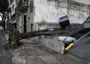 xrbol desplomado cochera.jpg 1192065467 Un árbol cae sobre auto en Rosario sin causar lesiones