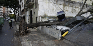 xrbol desplomado cochera.jpg 1192065467 Un árbol cae sobre auto en Rosario sin causar lesiones